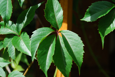 Similar image 21556679