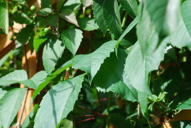 Similar image 21556680