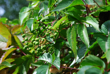 Similar image 21556681