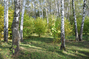 Similar image 21555368