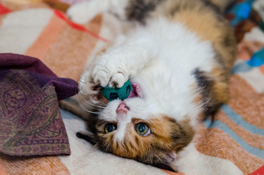 Similar image 21554959