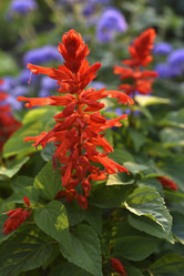 Similar image 21555448