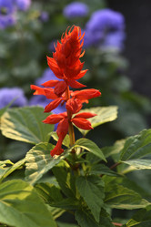 Similar image 21555451