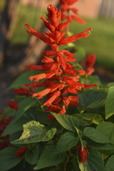 Similar image 21555453