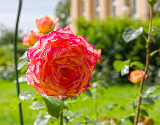 Similar image 21555232