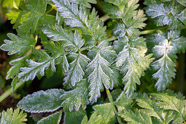 Similar image 21555754