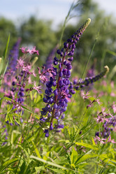 Similar image 21555923