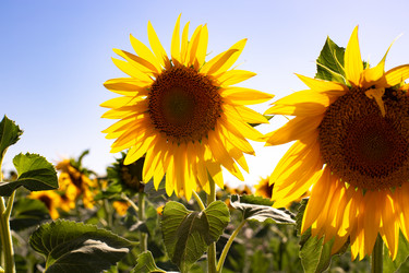 Similar image 21555961