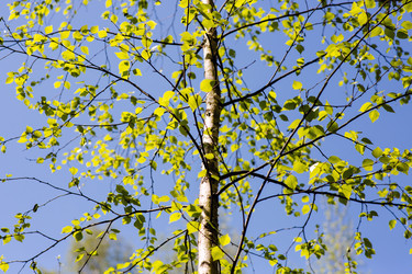 Similar image 21555972