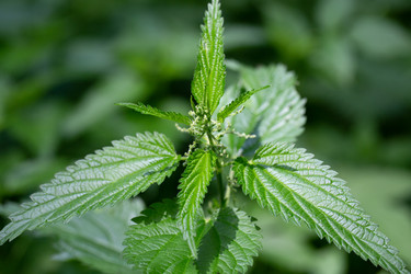 Similar image 21555765