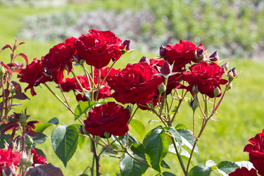 Similar image 21555776