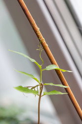 Similar image 21555787