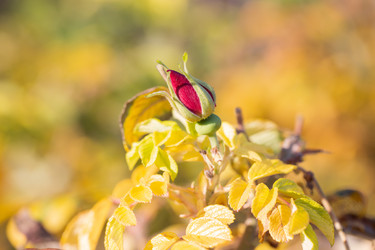 Similar image 21555792