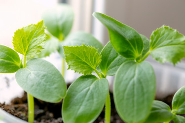 Similar image 21555799