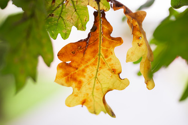 Similar image 21608887