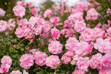 Similar image 21608888