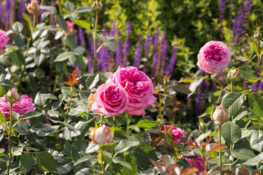 Similar image 21555833