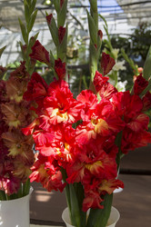 Similar image 21556307