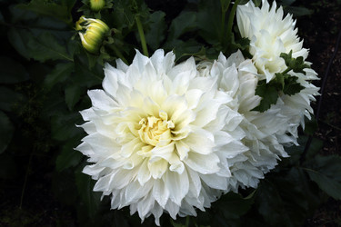 Similar image 21556322