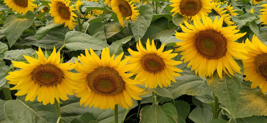 Similar image 21621900