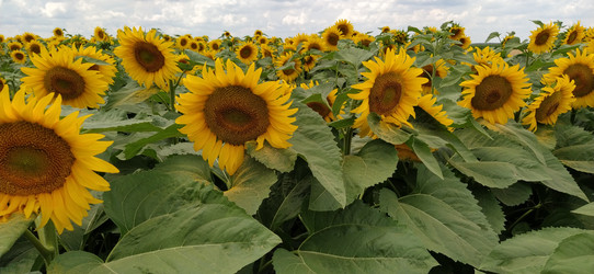 Similar image 21621901