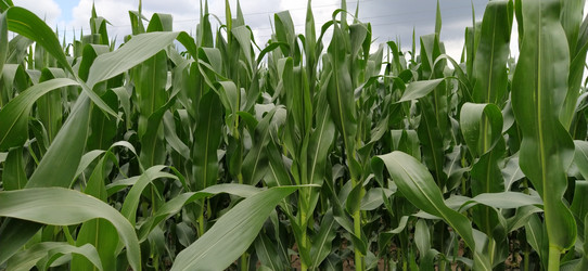 Similar image 21621903