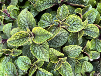 Similar image 21556498