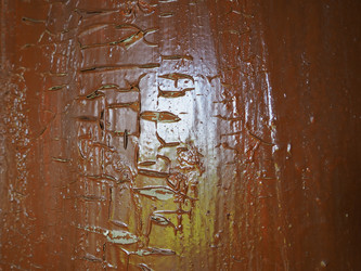 Similar image 21627177