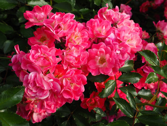 Similar image 21627486