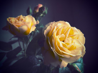 Similar image 21627508