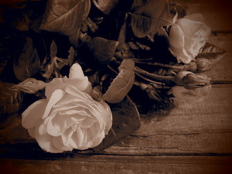 Similar image 21627513