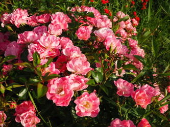 Similar image 21629200