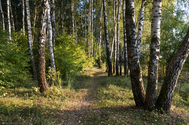 Similar image 21556544