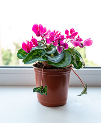 Similar image 21556599