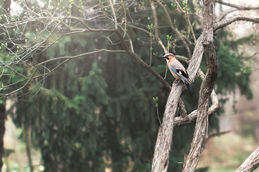 Similar image 21613476