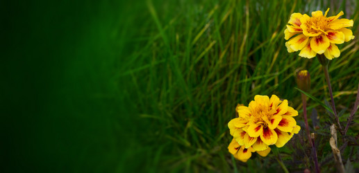 Similar image 21560289