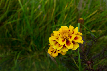 Similar image 21560291