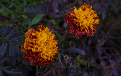 Similar image 21560293