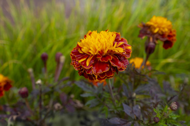 Similar image 21560294