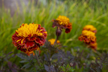 Similar image 21560295