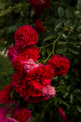 Similar image 21560305