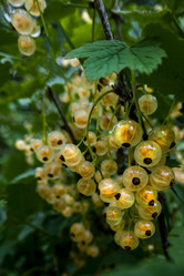 Similar image 21560309