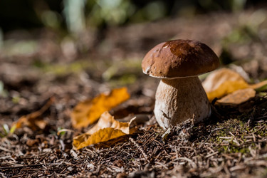 Similar image 21560744