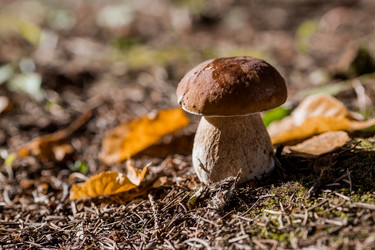 Similar image 21560747