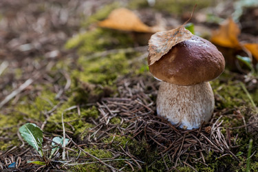 Similar image 21560752