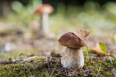 Similar image 21560754