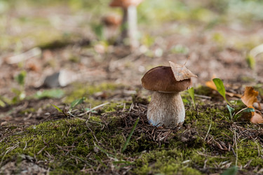 Similar image 21560755