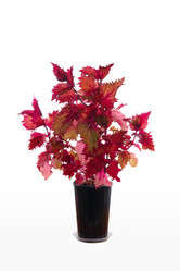 Similar image 21560083