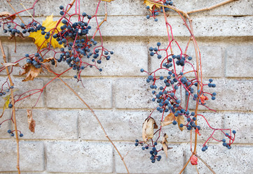 Similar image 21560109