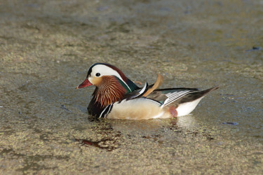 Similar image 21608574